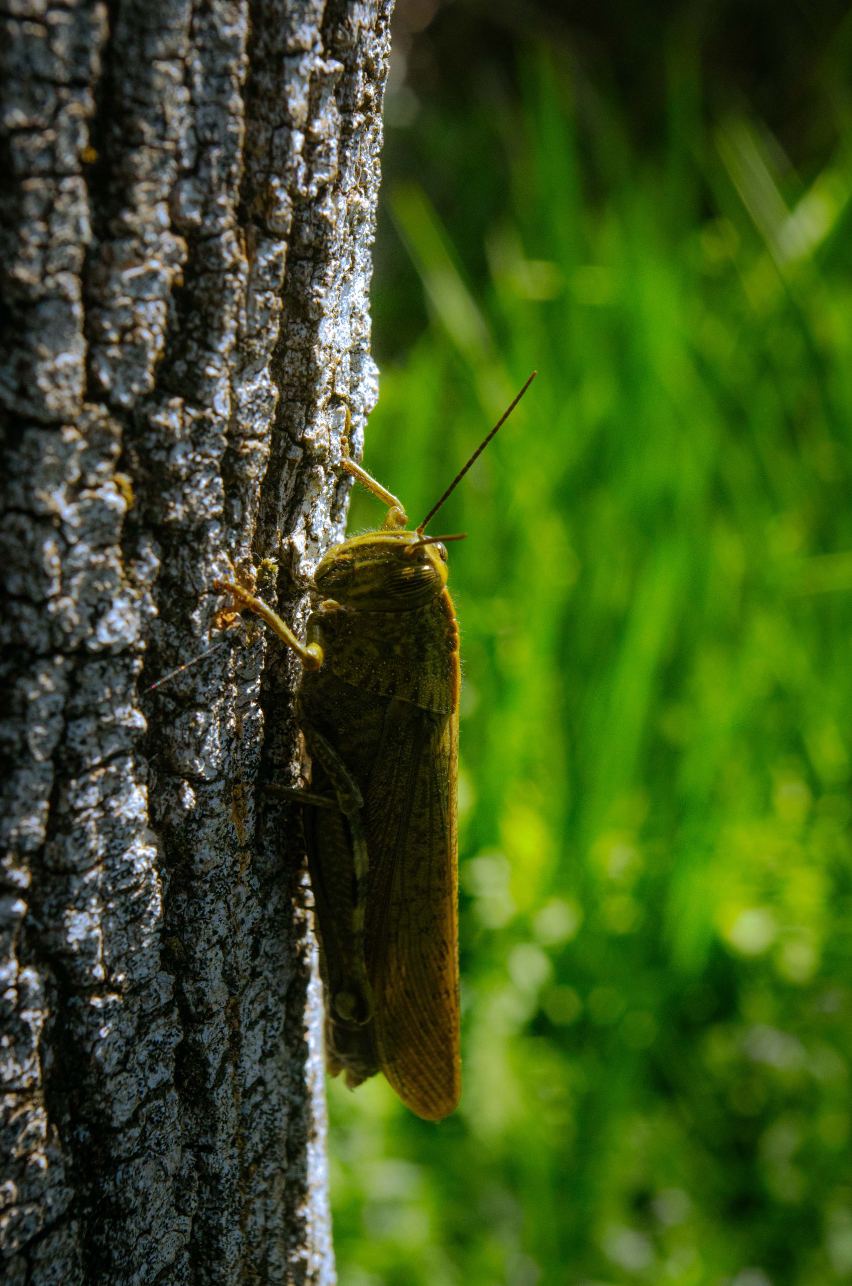 Macrophotographie