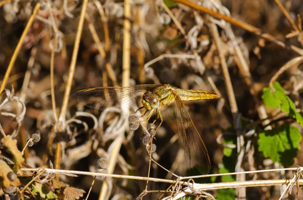 Macrophotographie