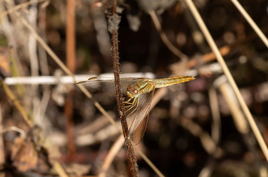 Macrophotographie