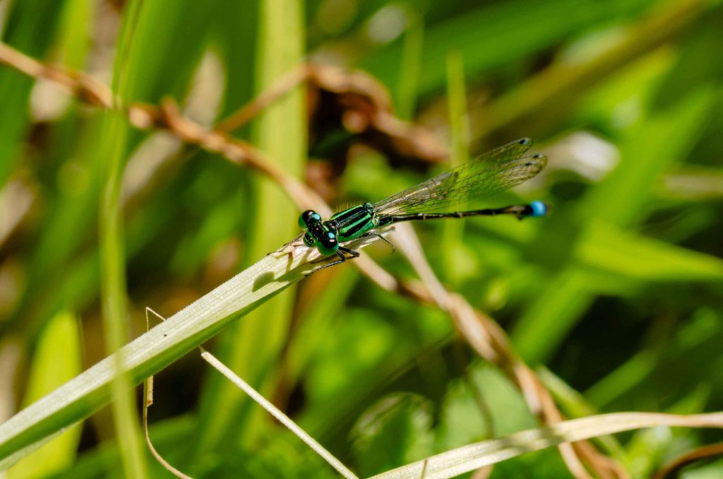 Macrophotographie