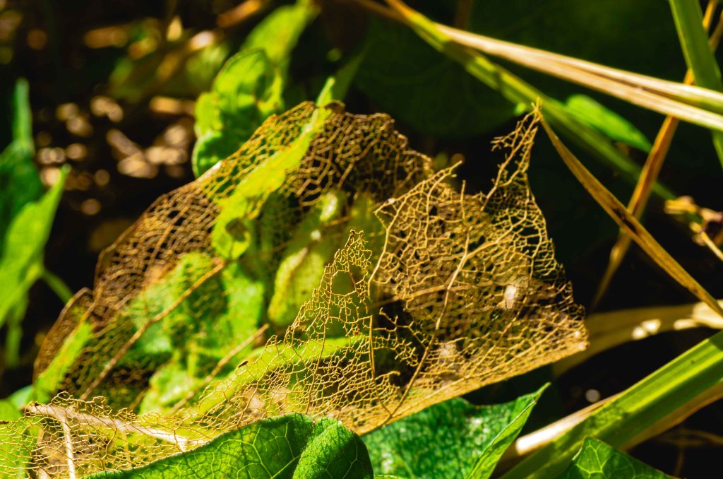 Macrophotographie