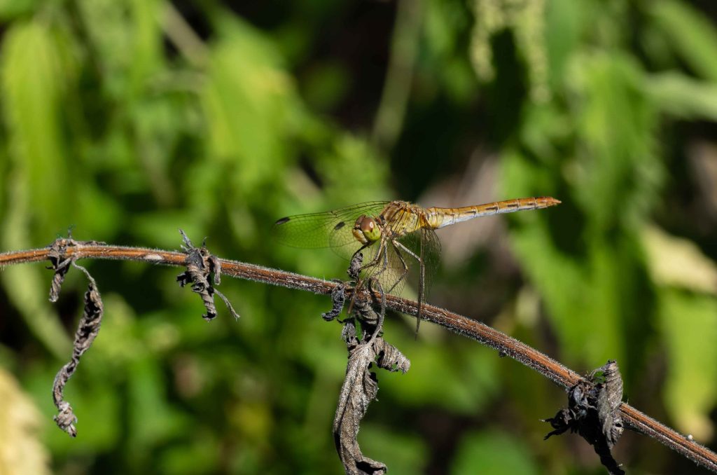 Macrophotographie