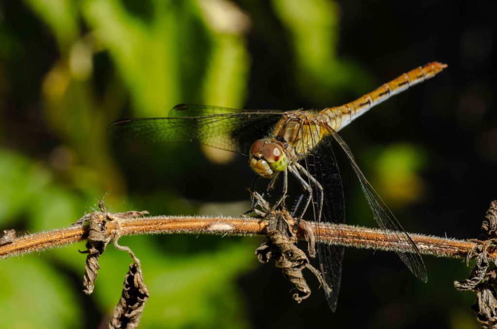 Macrophotographie