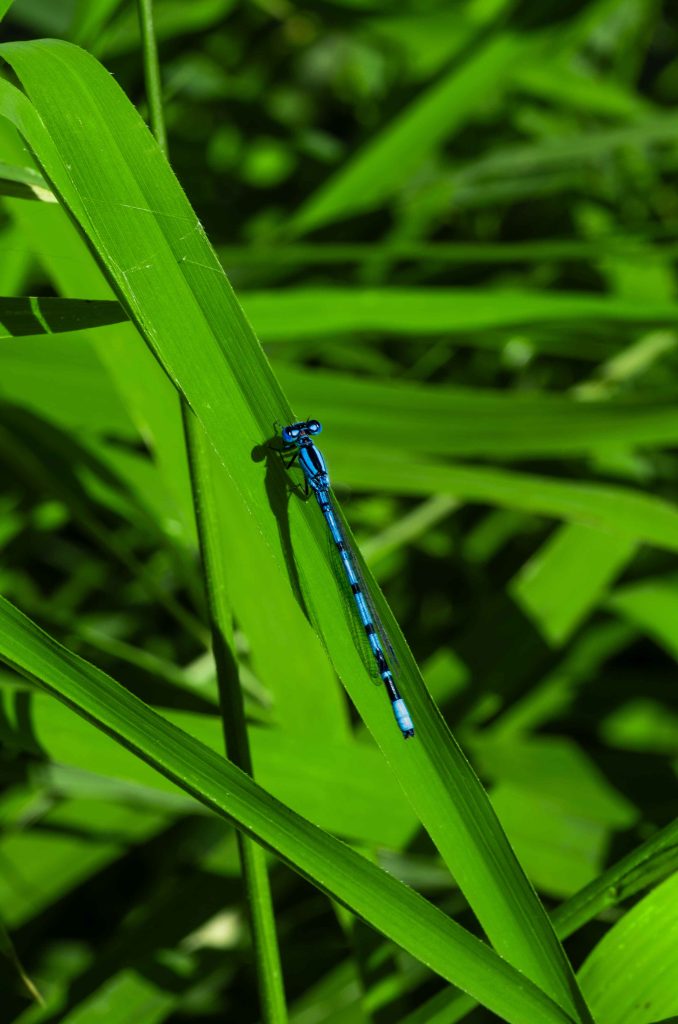 Macrophotographie